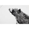 Maxwell & Williams Marini Ferlazzo Tea Towel Black Bear 50x70cm