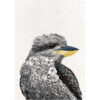 Maxwell & Williams Marini Ferlazzo Tea Towel Kookaburra with Colour 50x70cm